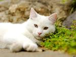 White cat