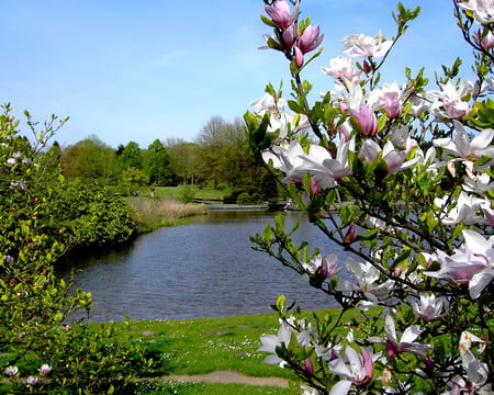 Spring - nature, flowers