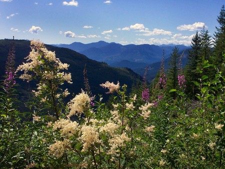 Lost and found - nature, flowers