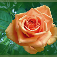 Orange rose