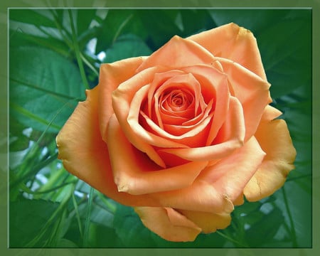 Orange rose - flowers, roses