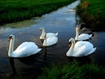 THE SWAN FAMILY