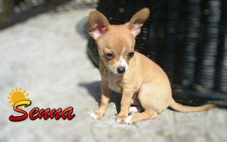 Senna - senna, chihuahua, dog, ayrton