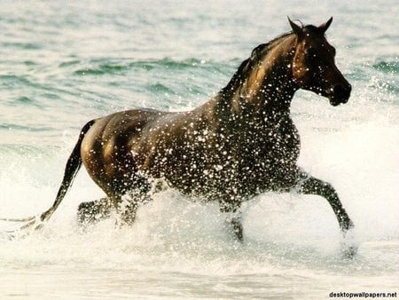 A Horse spirit - horses, arabian-quarter horse, horse, speedy