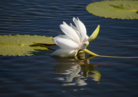 WATER LILY - leaves, reflexion, water, lily