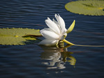 WATER LILY