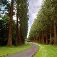 TROUGH THE PINE TREES