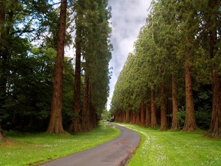 TROUGH THE PINE TREES - trees, road, pine