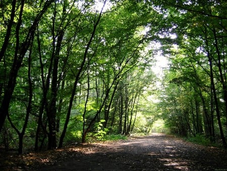 MORNING WALK - road, trees