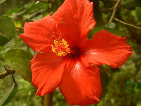 Red hibiscus - hibiscus, close-up, flower, red