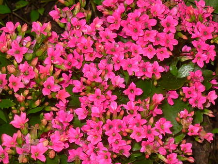 Kolanchoe - flowers, kolanchoe, pink