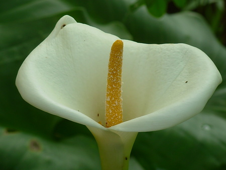 Arum lily - white, flower, arum lily