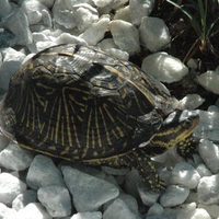 baby turtle