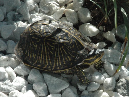 baby turtle - turtle on rocks, sweet, baby, 2009