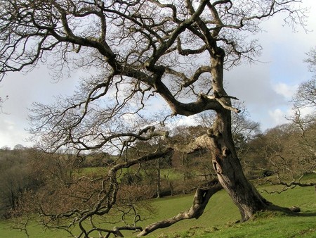 THE WALKING TREE - walking, tree