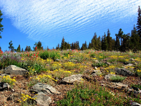 Alpine flowers - flowers, nature