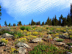 Alpine flowers