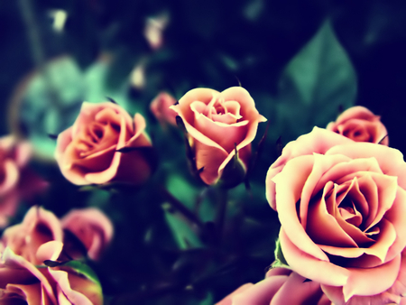 Roses - flowers, roses