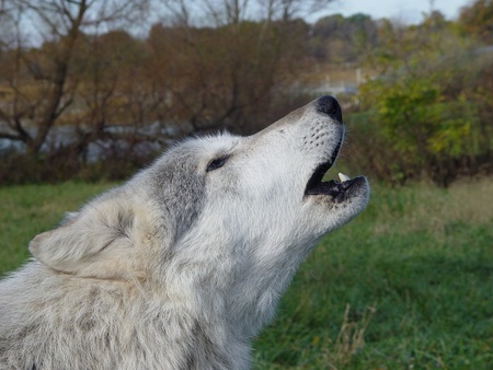 Grey wolf - wolves, animals