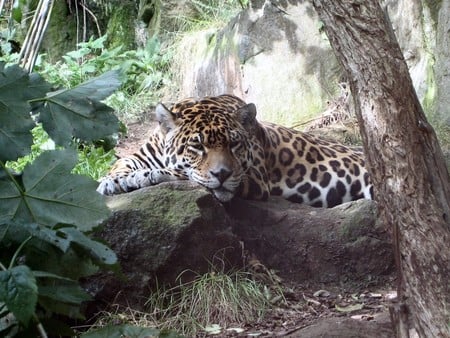 Jaguar - animals, jaguars