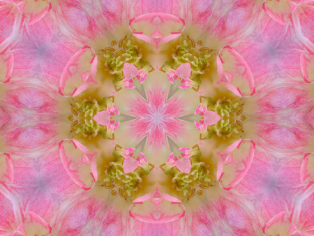 Pink - pink, fractal