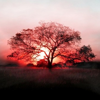 Sunset-tree