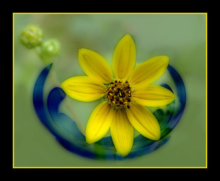 Bright Yellow - bright yellow, flower, black frame