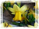 Yellow Daffodil