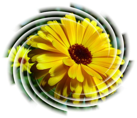 Yellow Flower Swirl - large yellow flower, swirly lines