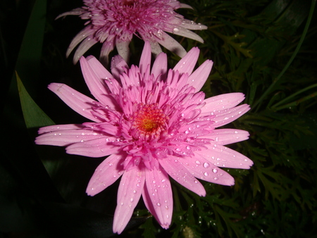 Daisies after the rain - flowers, raindrops, on black, pink daisies