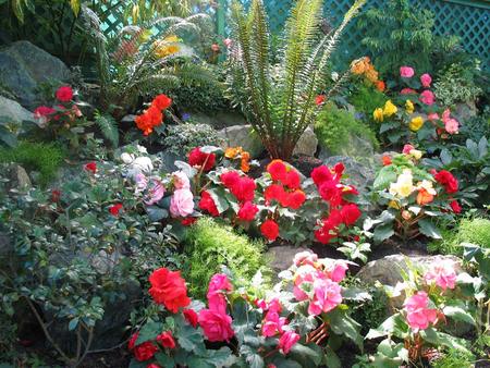 Begonia Garden - garden, rocks, lattice, ferns, begonias