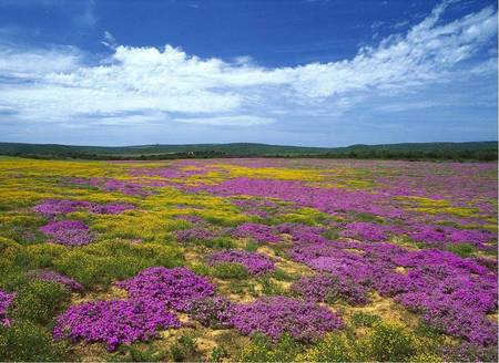 Dew Flowers - south africa, plains, dew flowers