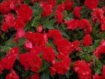 Red Begonias