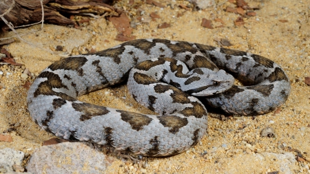 Viper - snakes, reptiles, viper, animals, wildlife