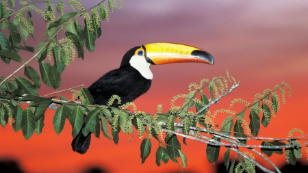 Toucan - nature, wildlife, toucan, birds