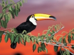 Toucan