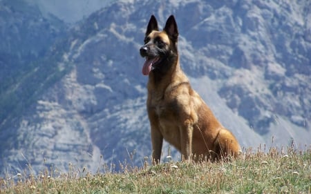 German shepherd - pretty, beautiful, dog face, puppies, lovely, playful dog, sweet, playful, dogs, cute, face, puppy, animals