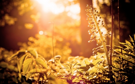 Plant - tree, nature, sun, plant