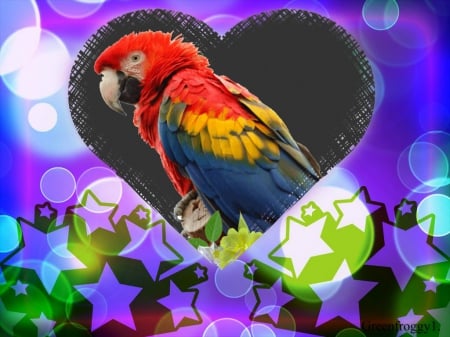 MACAW HEART - creation, macaw, abstract, heart