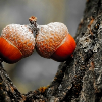 Acorns