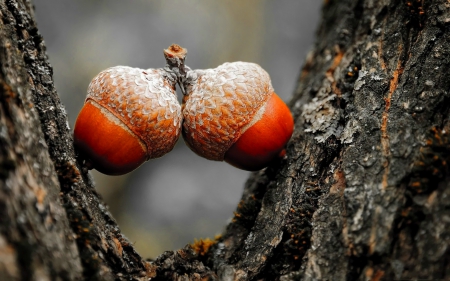 Acorns - nice, two, autumn, lovely, wood, acorns, double, forest, pretty, beautiful, tree