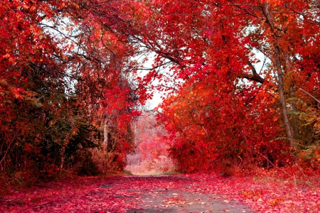 Red Pathway! - nature, pathway, red, autumn