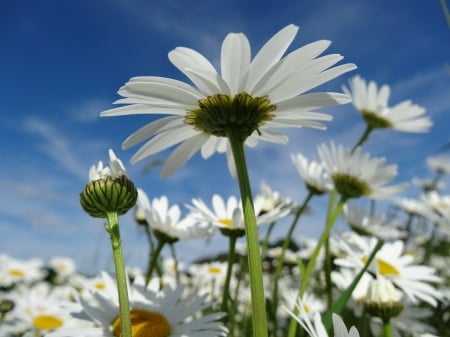 Daisy Jungle! - nature, daisy, flowers, jungle