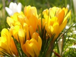 Bright Crocus Flowers!