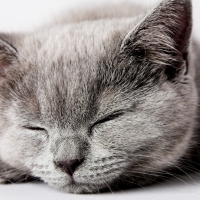 Sleepy grey kitten
