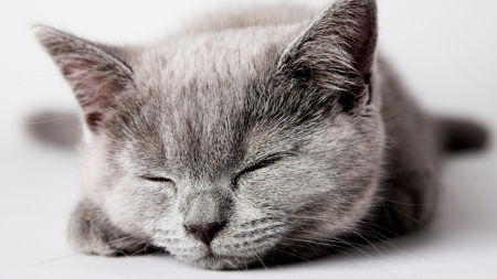 Sleepy grey kitten - sleeping, cat, kitty, animals, pets, wallpaper, kitten, hd, nature, grey cat, cute