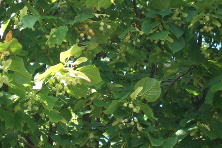 Impressions of Aero 6 - Tree, Aero Island, Danmark, Summertime