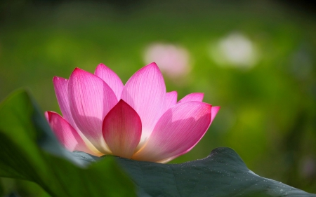 Gorgeous Lotus - lotus, gorgeous, green, petals, pink, leaves