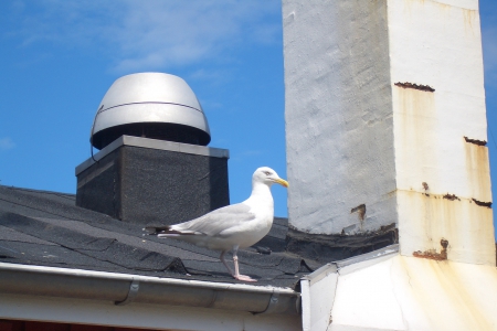 Impressions of Aero 12 - Aero Island, Seagull, Danmark, Roof