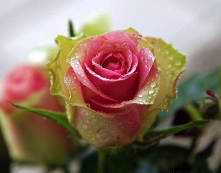 pink roses - drops, roses, pink, water, flowers, nature